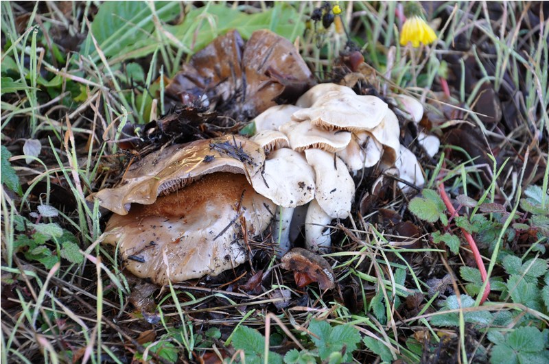 Cortinarius bianco.